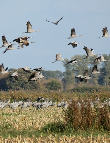 La Réserve Naturelle de Doñana